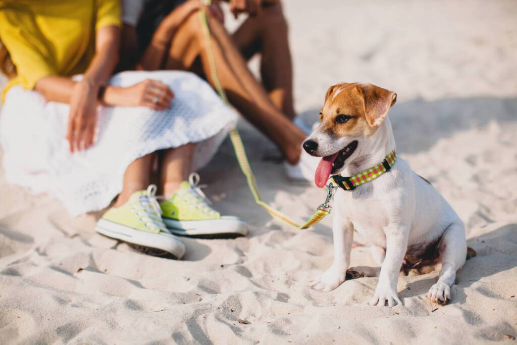 How to Cool Down a Dog Safely on Hot Days Cool Down a Dog