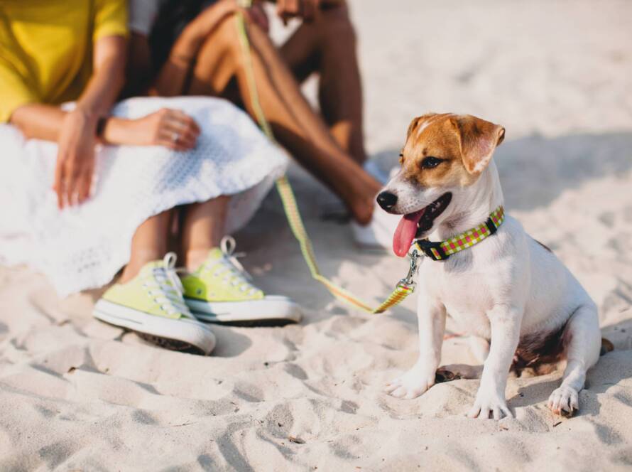 How to Cool Down a Dog Safely on Hot Days Cool Down a Dog