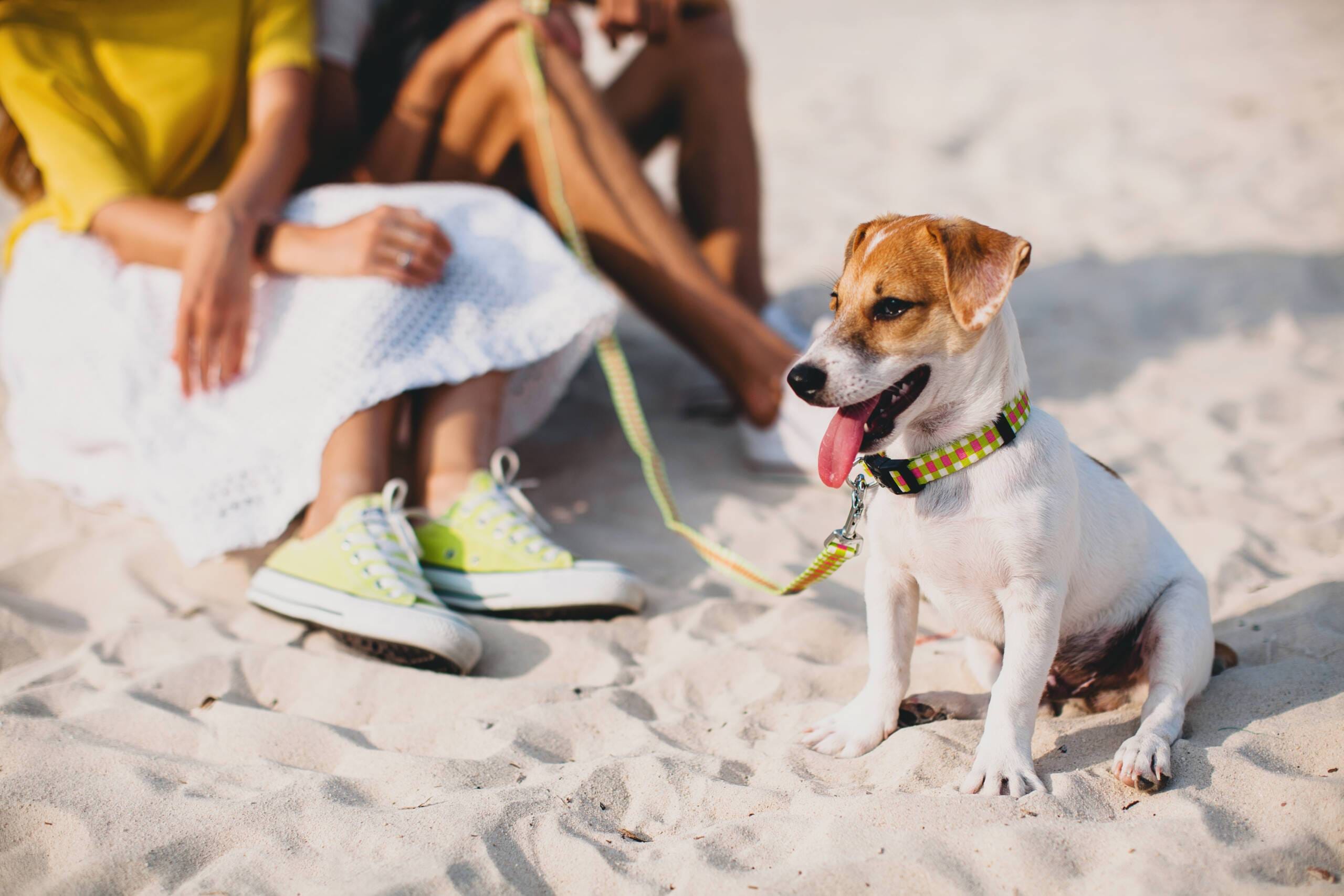 How to Cool Down a Dog Safely on Hot Days York Veterinary Hospital How to Cool Down a Dog Safely on Hot Days Cool Down a Dog