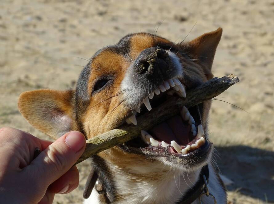 Dog-Teeth-Cleaning