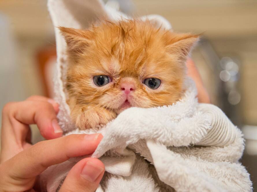 How-to-Bathe-a-Cat