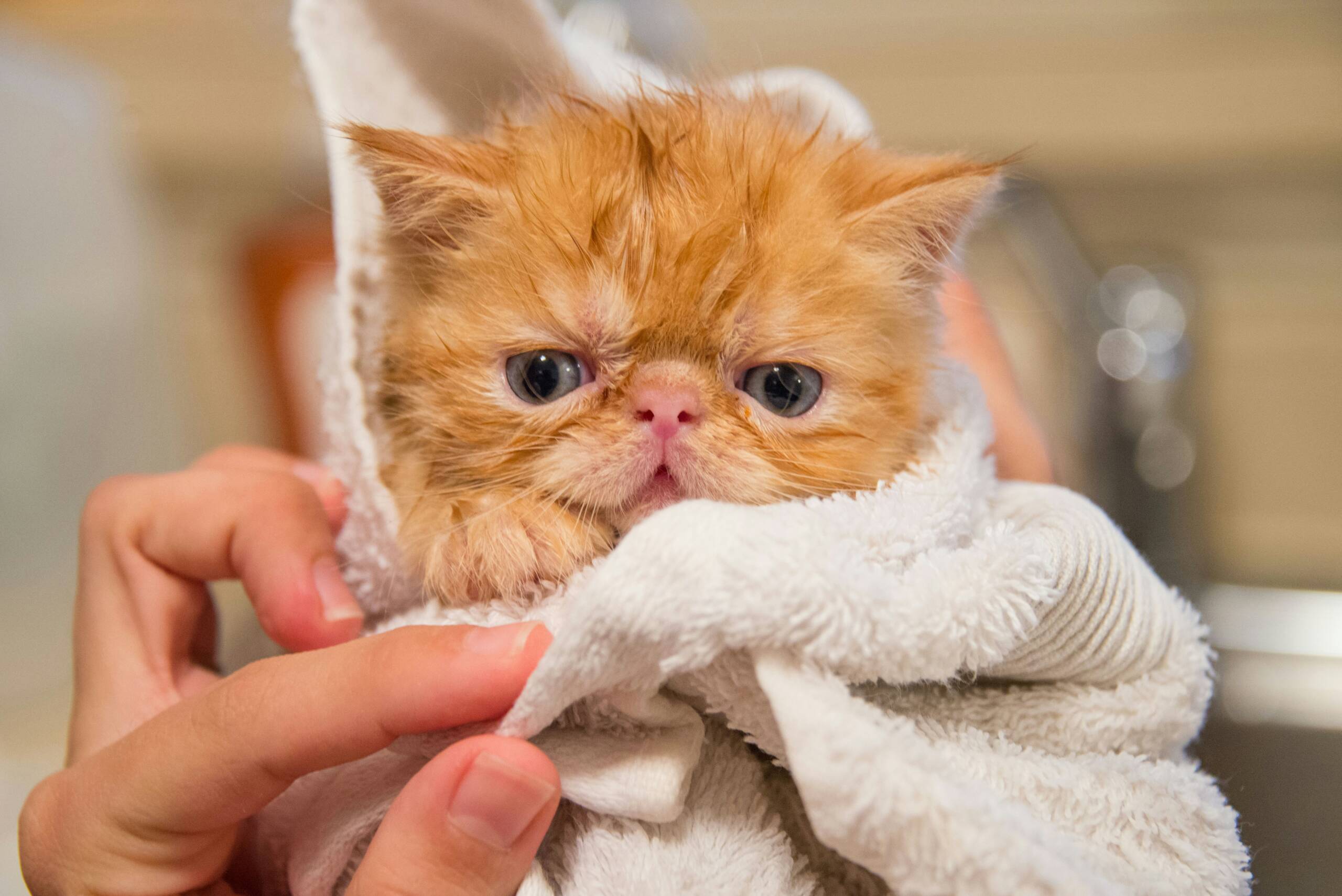 dan-wayman-FIy2C-oZPgA-unsplash York Veterinary Hospital dan-wayman-FIy2C-oZPgA-unsplash How-to-Bathe-a-Cat