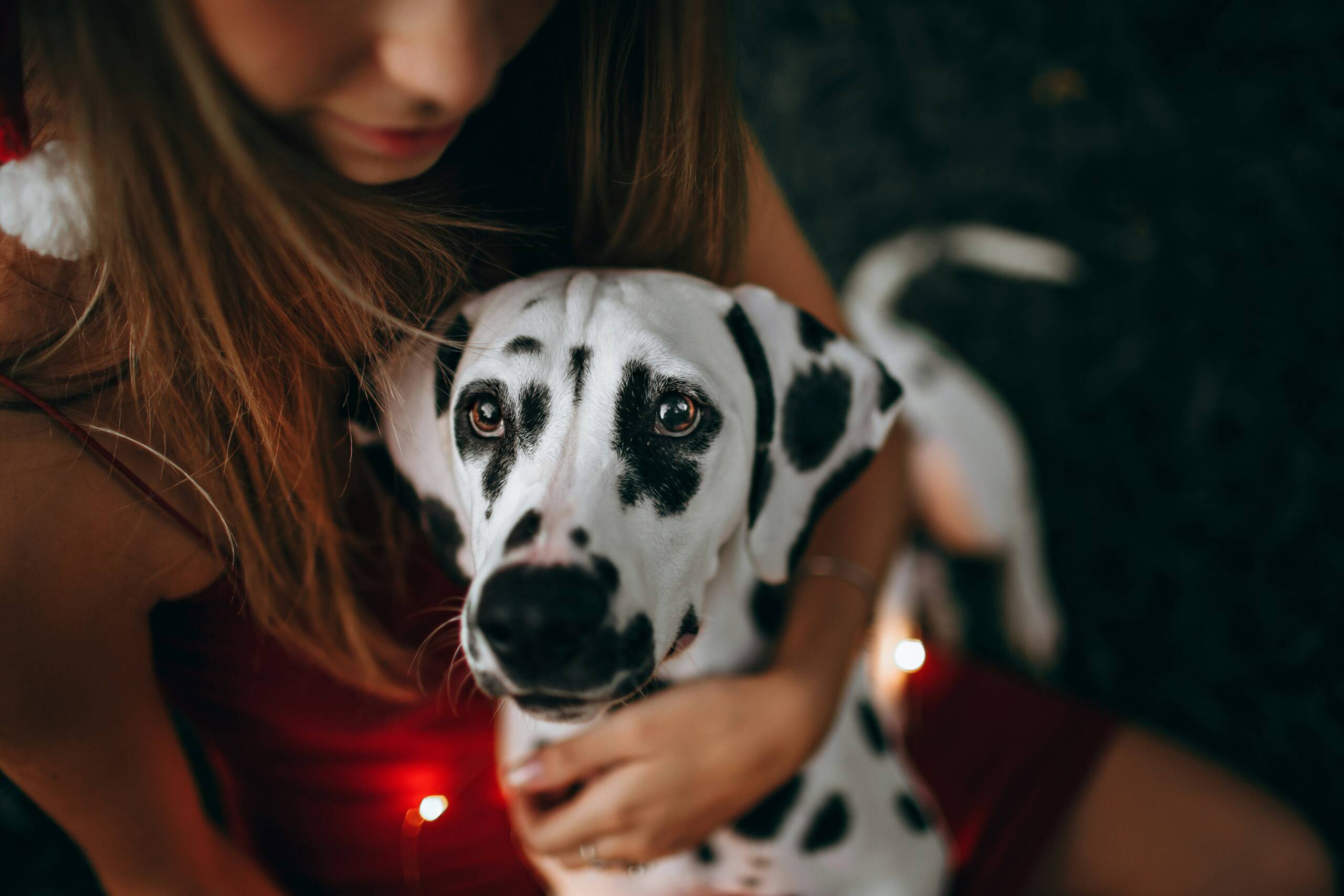 helena-lopes-fcA-mUjS6Ps-unsplash York Veterinary Hospital helena-lopes-fcA-mUjS6Ps-unsplash Ultrasound-for-Dogs