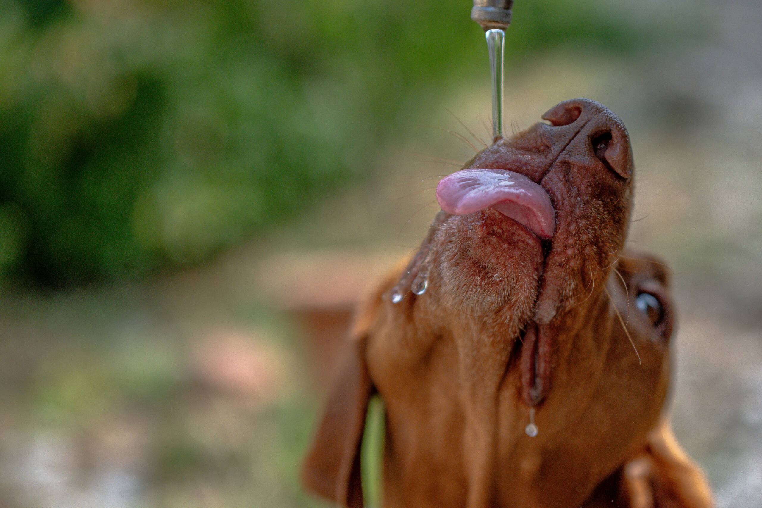Dog-Teeth-Cleaning