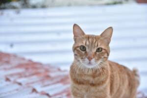 Does-My-Cat-Have-a-Red-Eye