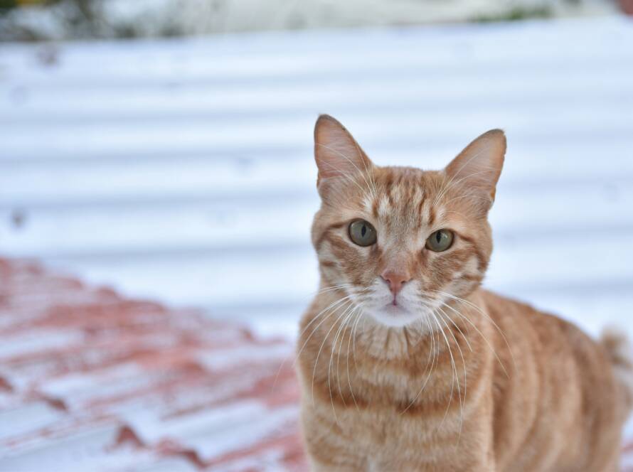 Does-My-Cat-Have-a-Red-Eye