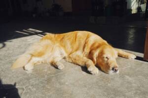 Can-Dogs-Get-Sunburned