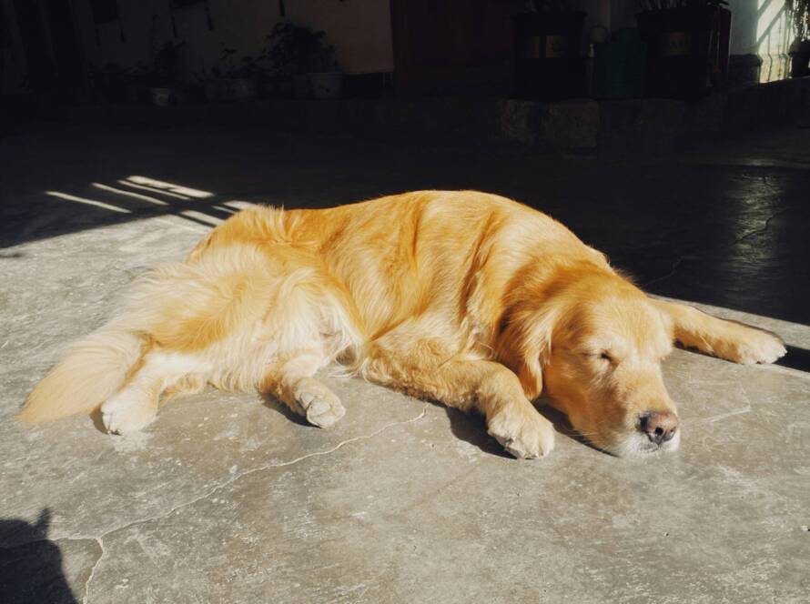 Can-Dogs-Get-Sunburned