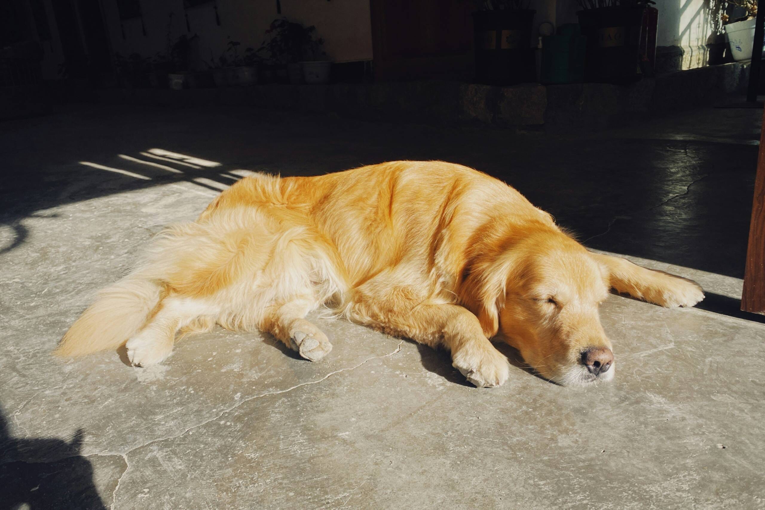 yu-ivy-iKi95JlTQZ8-unsplash York Veterinary Hospital yu-ivy-iKi95JlTQZ8-unsplash Can-Dogs-Get-Sunburned