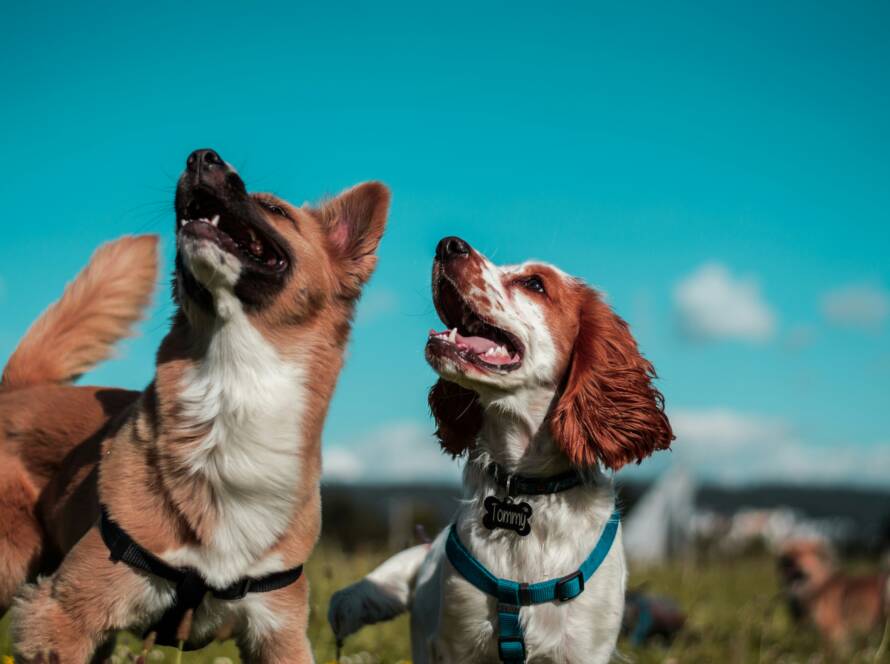 Flea-Symptoms-in-Dogs-How-to-Spot