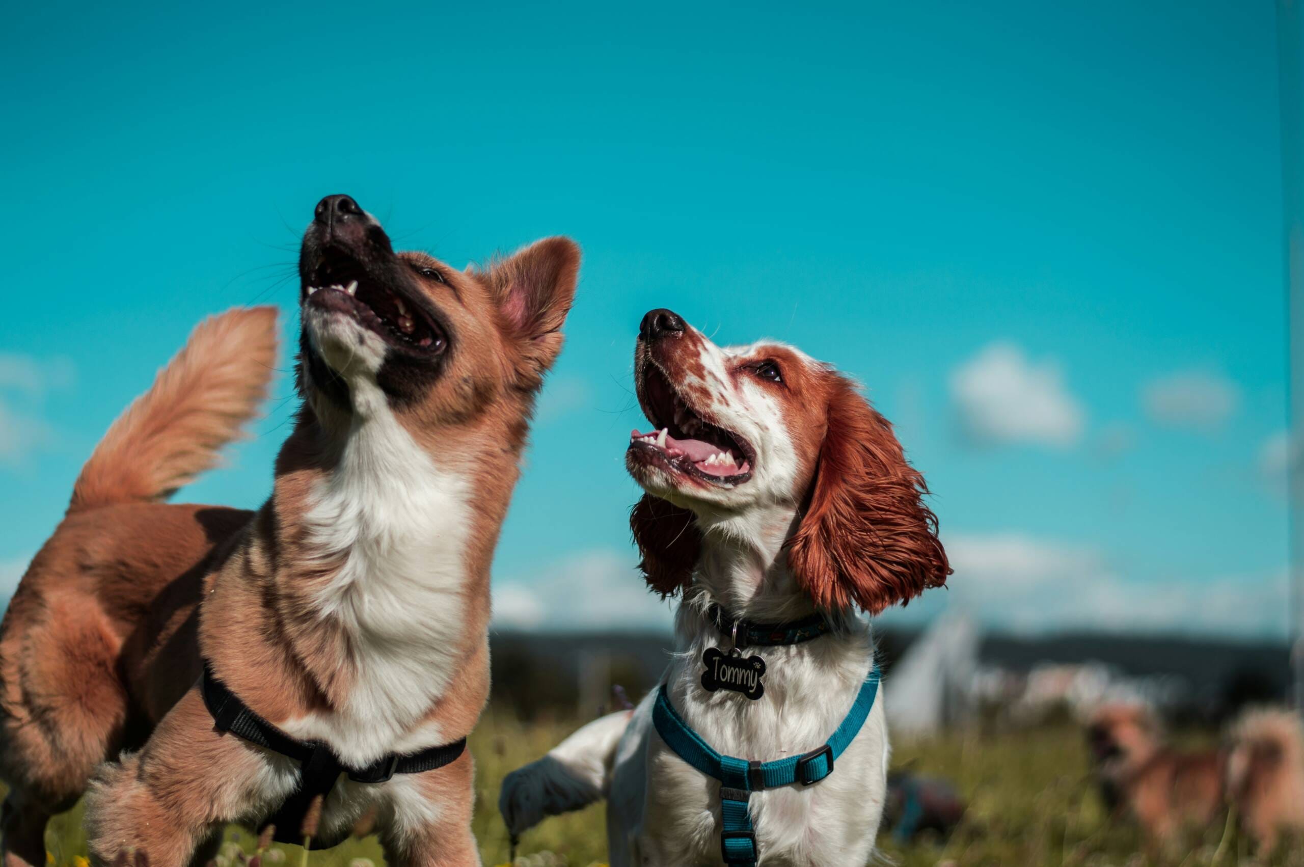 camilo-fierro-z7rcwqCi77s-unsplash York Veterinary Hospital camilo-fierro-z7rcwqCi77s-unsplash Flea-Symptoms-in-Dogs-How-to-Spot