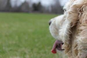 david-gomez-bMvZti3tY60-unsplash Chicken-Allergies-in-Dogs