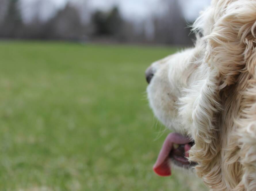 Chicken-Allergies-in-Dogs