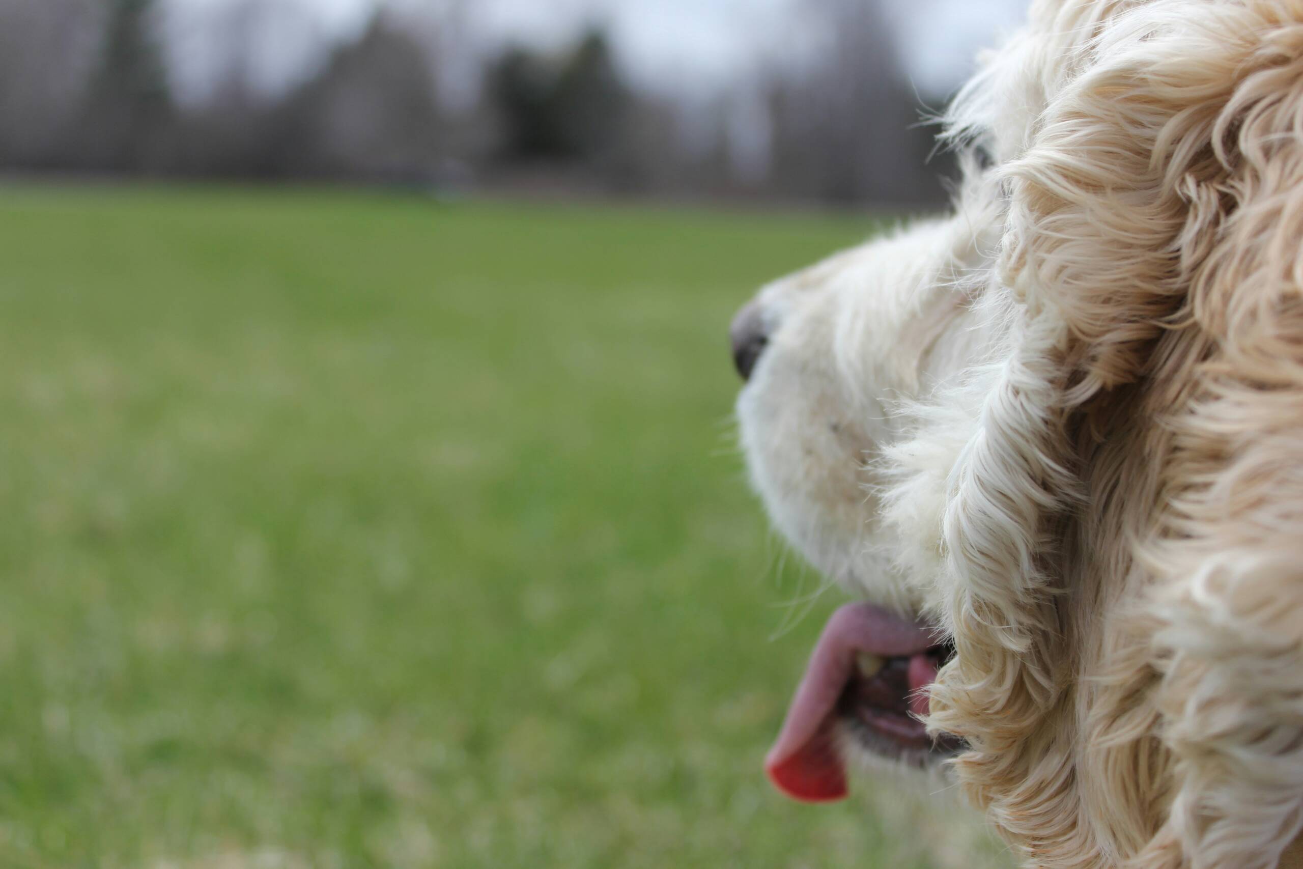 david-gomez-bMvZti3tY60-unsplash York Veterinary Hospital david-gomez-bMvZti3tY60-unsplash Chicken-Allergies-in-Dogs