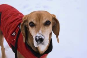 gabriel-tamblin-ZPybJHbmjw8-unsplash dogs-cold-nose