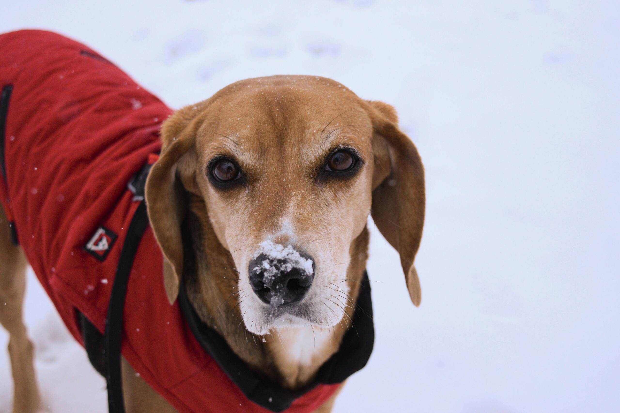 gabriel-tamblin-ZPybJHbmjw8-unsplash York Veterinary Hospital gabriel-tamblin-ZPybJHbmjw8-unsplash dogs-cold-nose