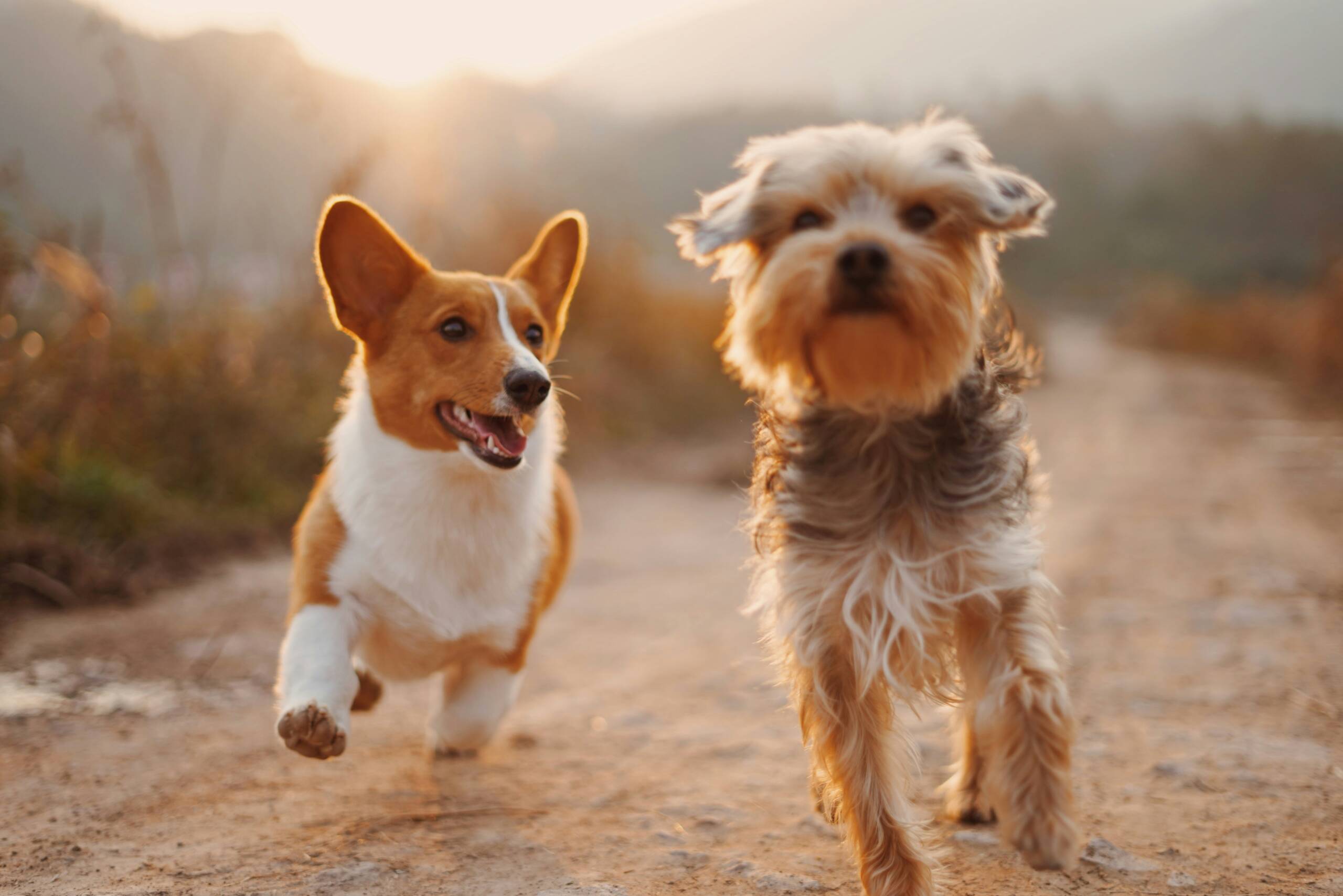 alvan-nee-T-0EW-SEbsE-unsplash Can-i-Give-MyDog -Benadryl