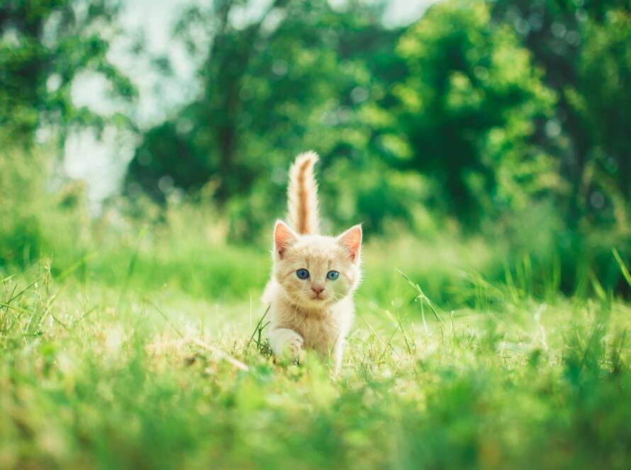 andriyko-podilnyk-RCfi7vgJjUY-unsplash Cat-Diarrhea
