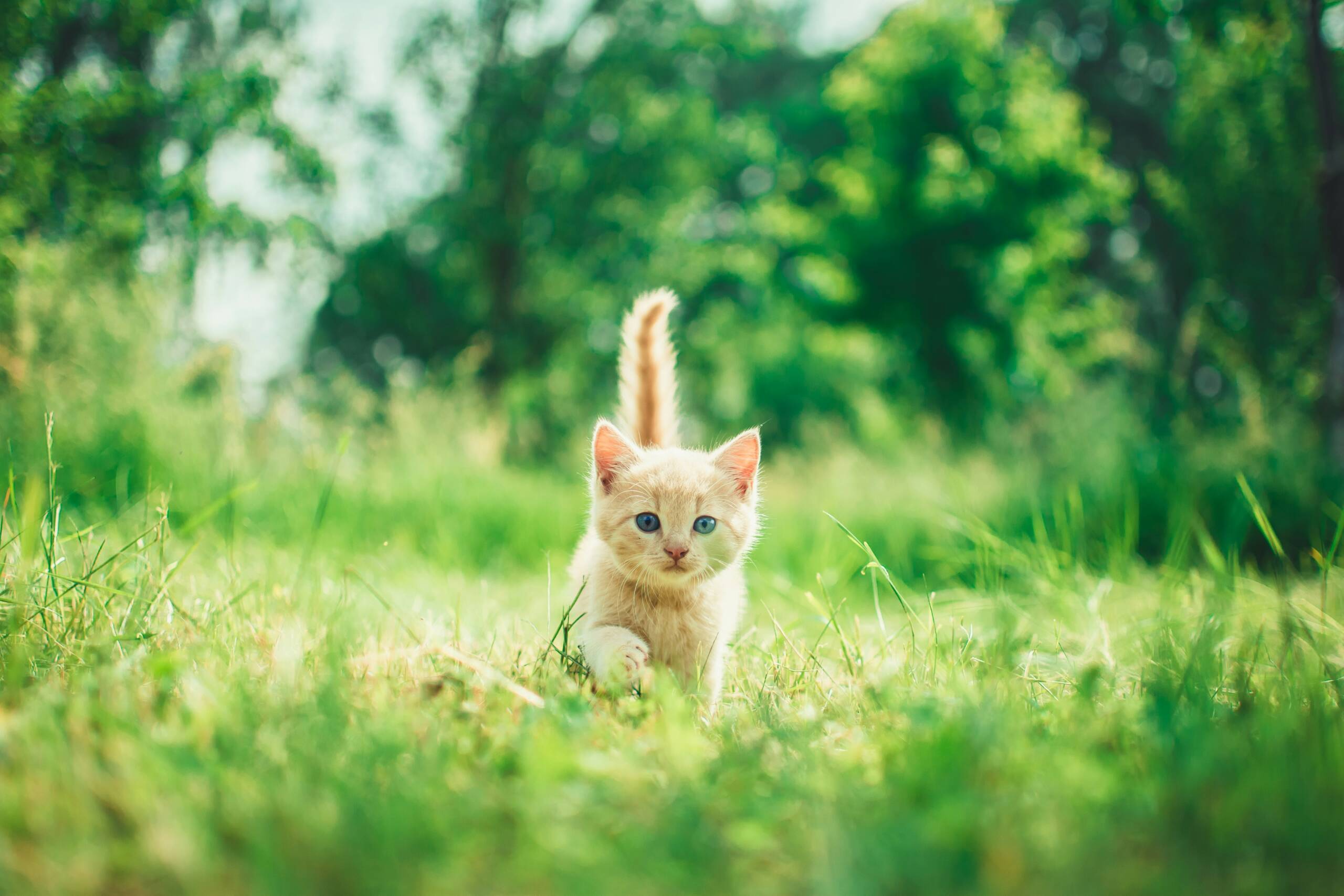 andriyko-podilnyk-RCfi7vgJjUY-unsplash York Veterinary Hospital andriyko-podilnyk-RCfi7vgJjUY-unsplash Cat-Diarrhea