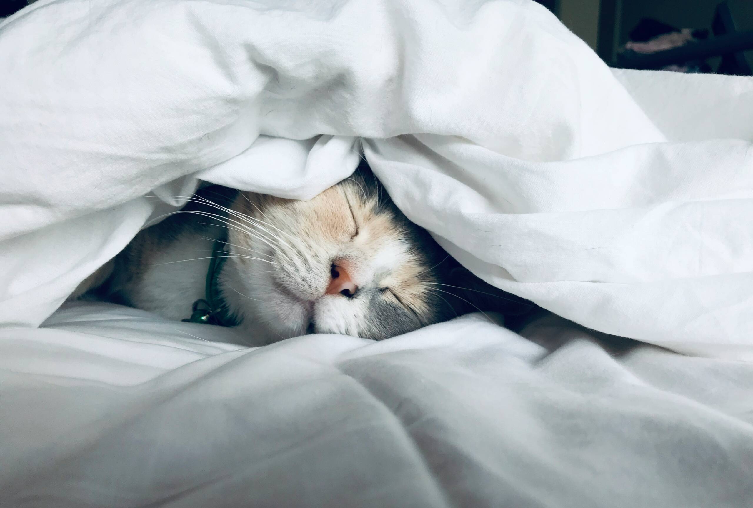 kate-stone-matheson-uy5t-CJuIK4-unsplash York Veterinary Hospital kate-stone-matheson-uy5t-CJuIK4-unsplash Heart-Disease-in-Cats