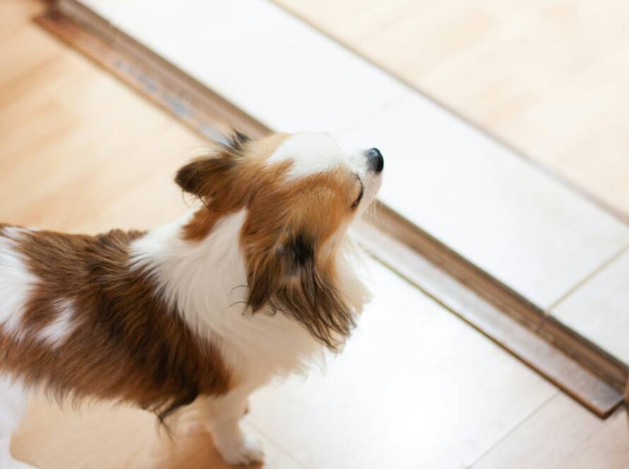 lydia-koh-W51iOH47IsY-unsplash why-dogs-pee-in-the-house