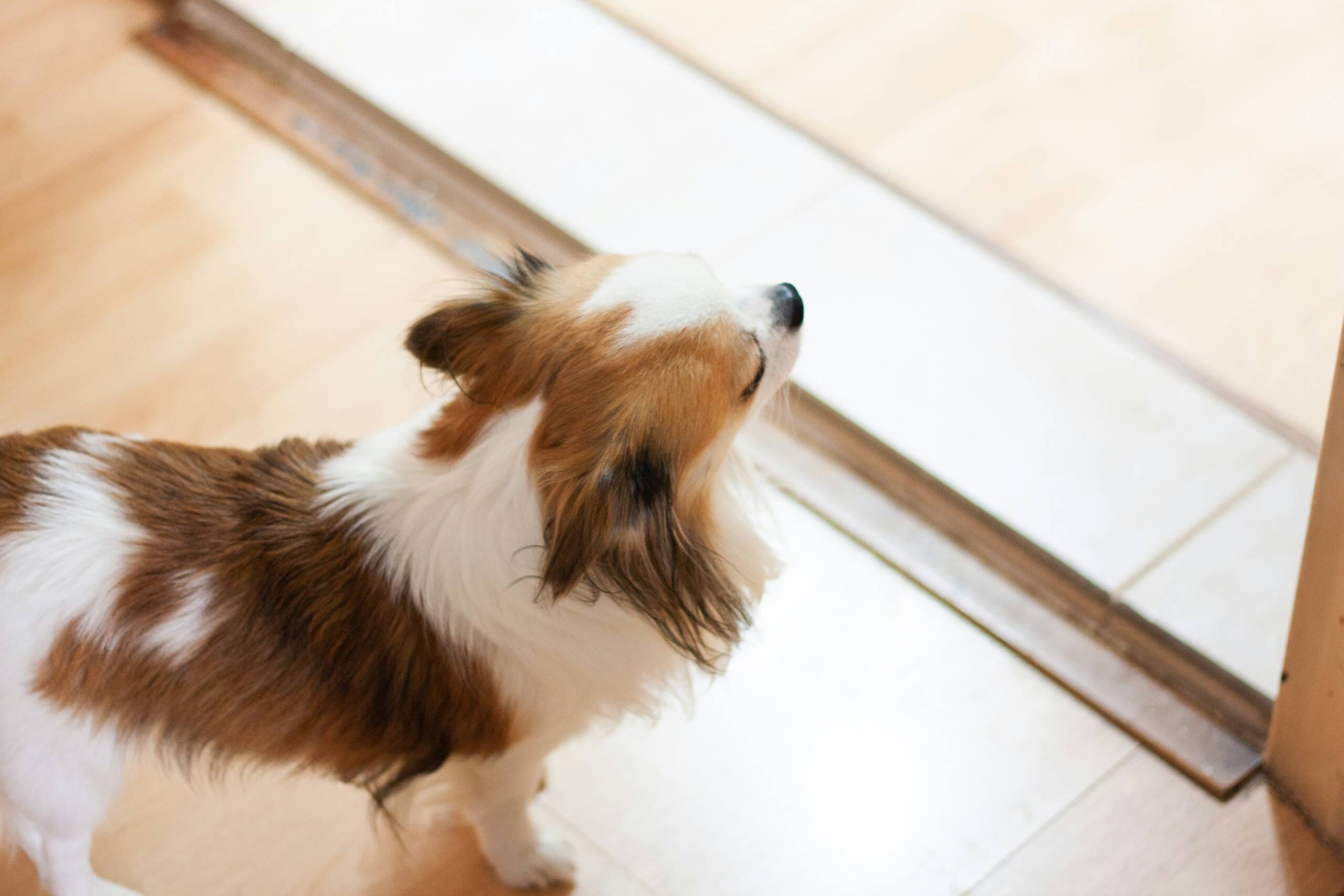 lydia-koh-W51iOH47IsY-unsplash York Veterinary Hospital lydia-koh-W51iOH47IsY-unsplash why-dogs-pee-in-the-house