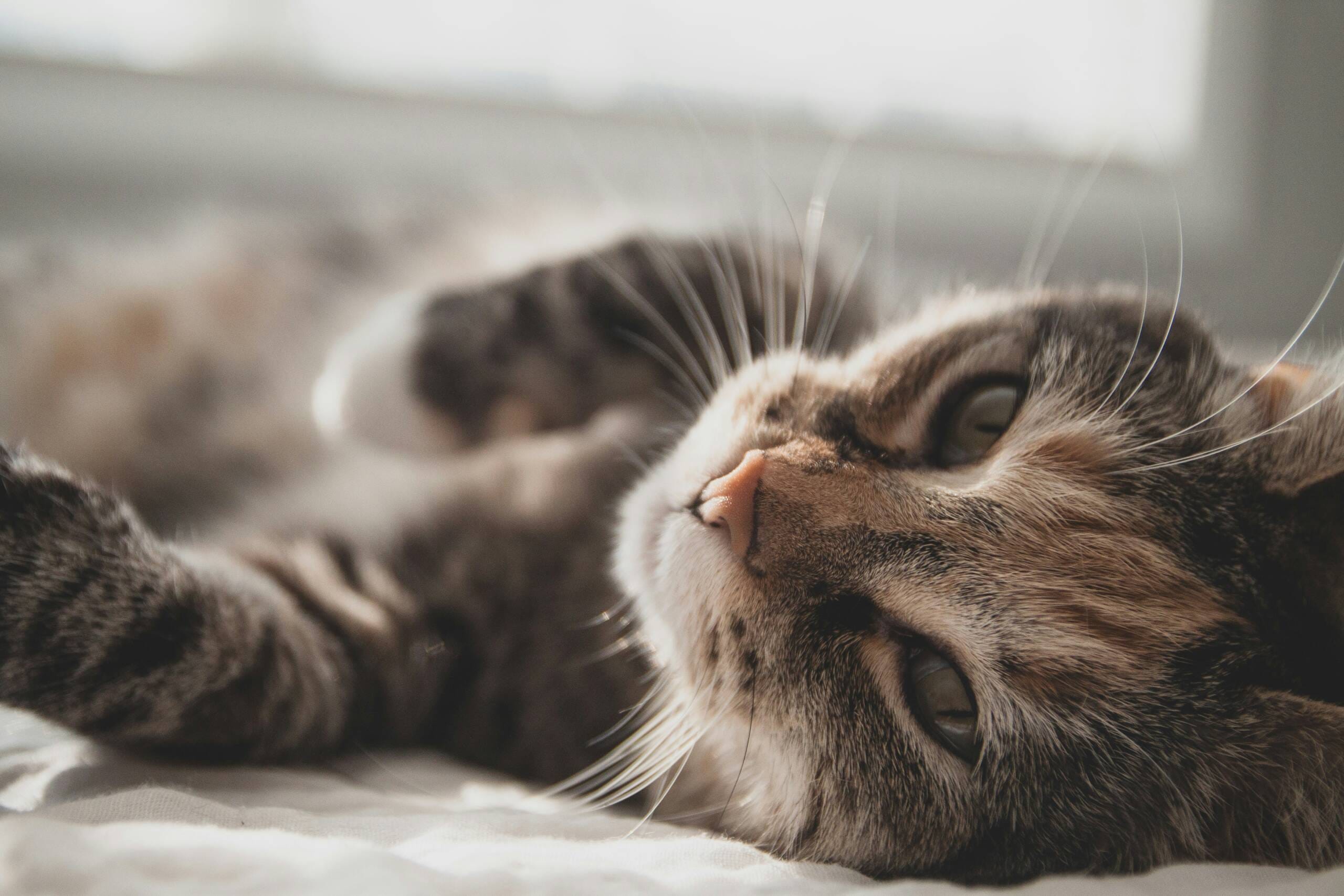zeke-tucker-gSSK4u8yPpM-unsplash York Veterinary Hospital zeke-tucker-gSSK4u8yPpM-unsplash Constipation-in-Cats