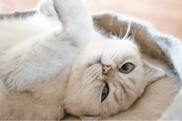 Can-Cats-Smile