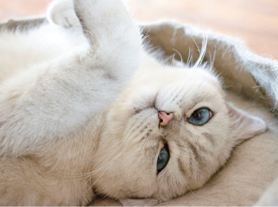 Screenshot 35 Can-Cats-Smile