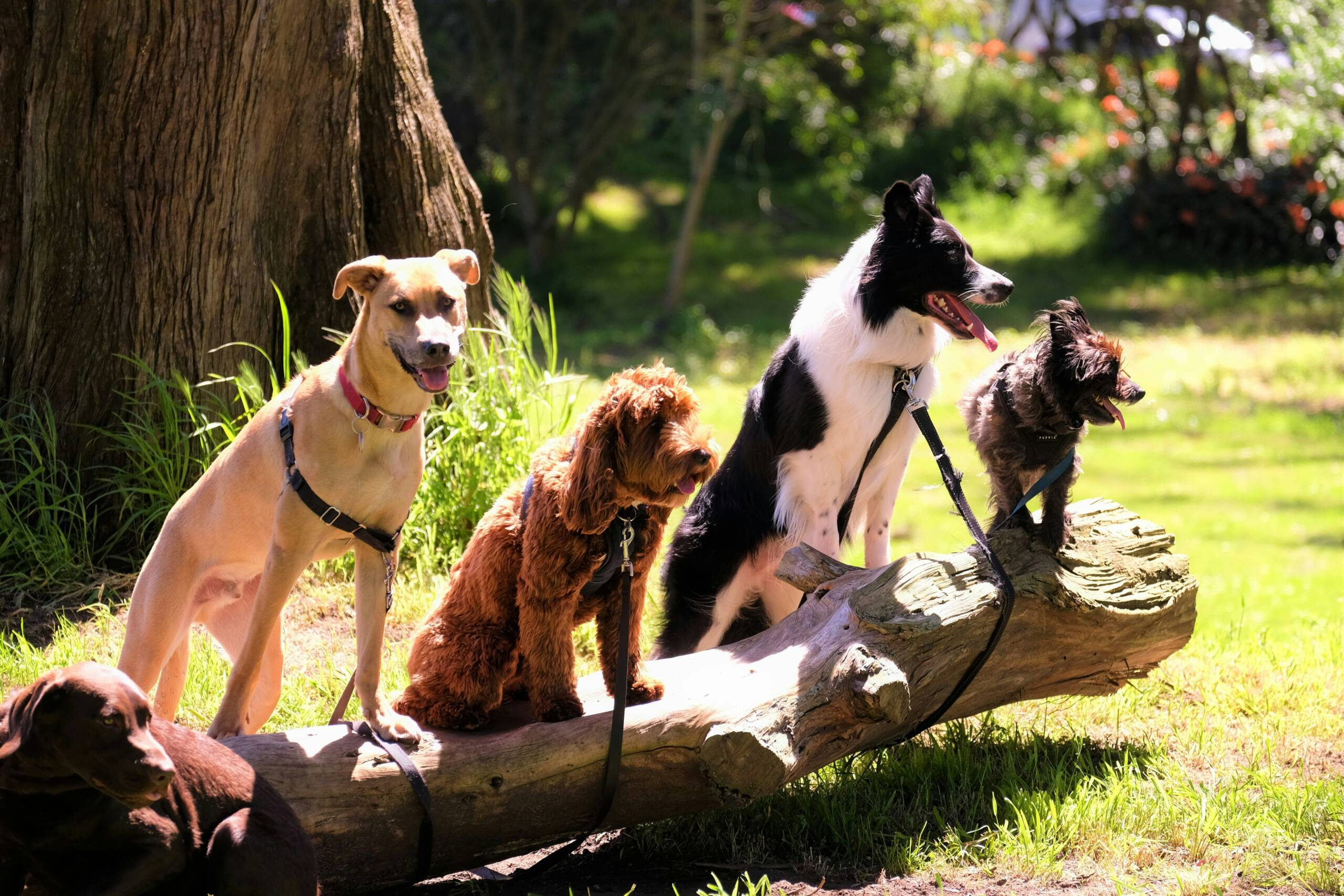 bruce-warrington-WSAOGHKEqFc-unsplash York Veterinary Hospital bruce-warrington-WSAOGHKEqFc-unsplash brain-disorders-in-dogs