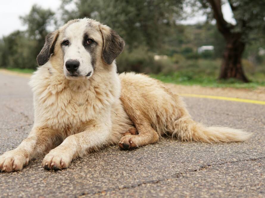 chen-mizrach-l5c67qEpT3o-unsplash Longest-Living-Dog-Breeds