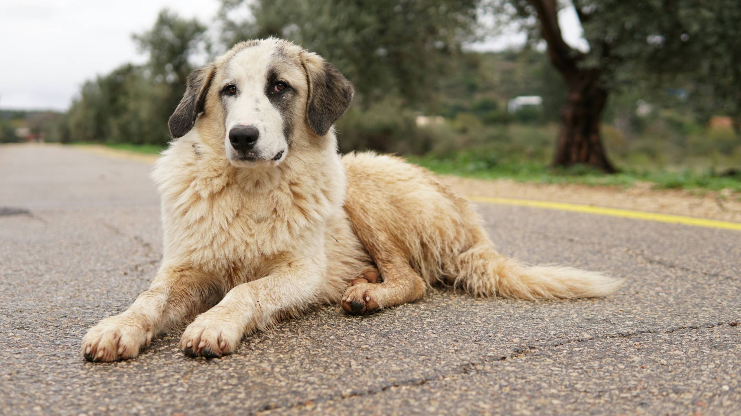 chen-mizrach-l5c67qEpT3o-unsplash York Veterinary Hospital chen-mizrach-l5c67qEpT3o-unsplash Longest-Living-Dog-Breeds