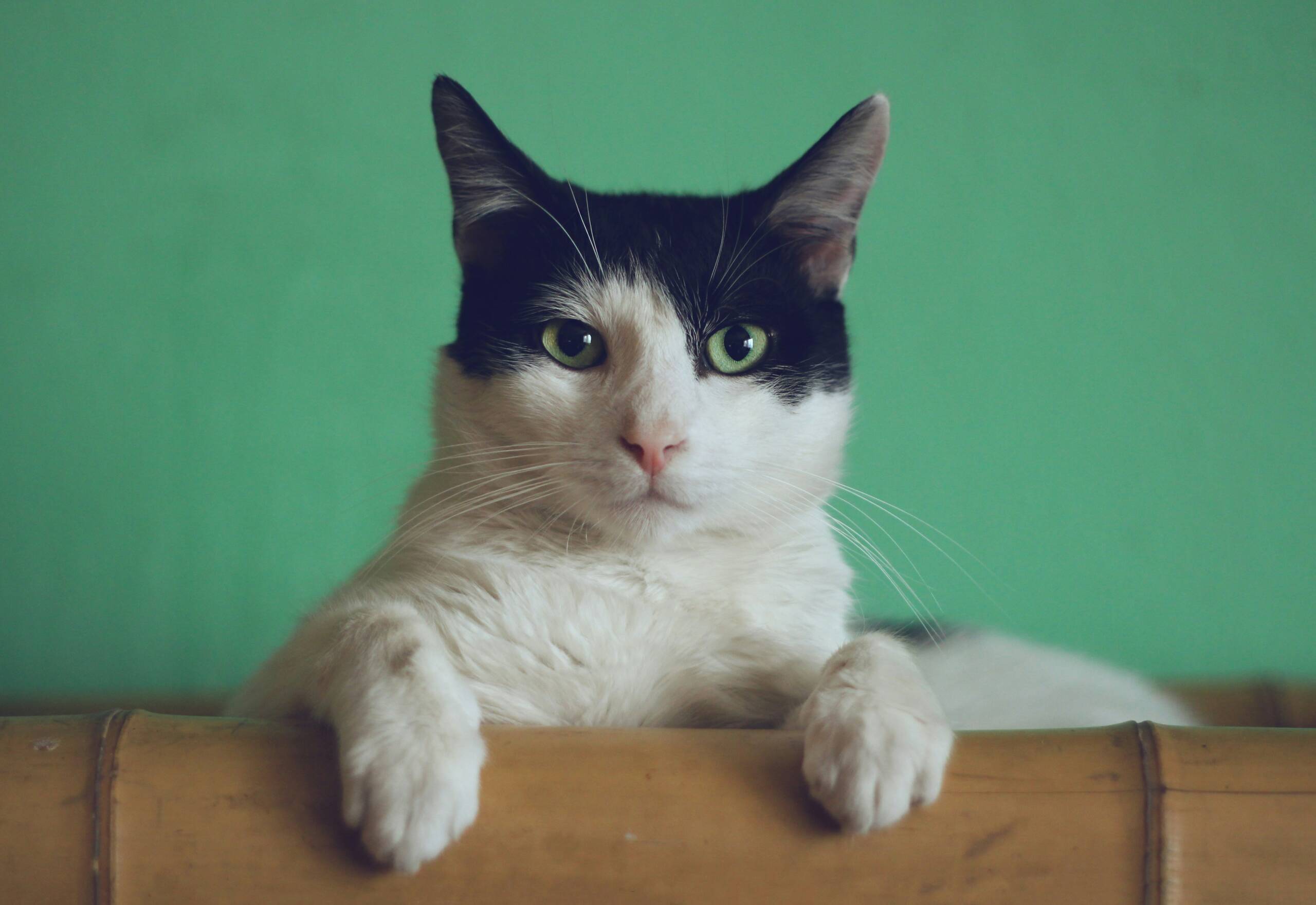 manja-vitolic-gKXKBY-C-Dk-unsplash 1 York Veterinary Hospital manja-vitolic-gKXKBY-C-Dk-unsplash 1 kidney-failure-in-cats-stages