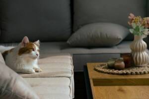 cat-friendly-flowers