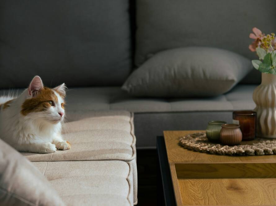 mushvig-niftaliyev-30LKOT-xhtQ-unsplash cat-friendly-flowers