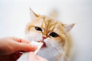 fish-oil-in-cat-food
