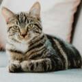 erik-jan-leusink-IbPxGLgJiMI-unsplash calming-cats