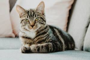 calming-cats