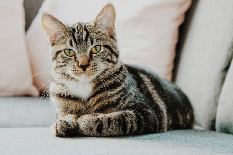 calming-cats