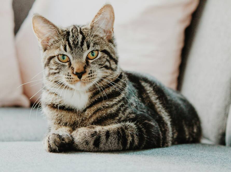 erik-jan-leusink-IbPxGLgJiMI-unsplash calming-cats