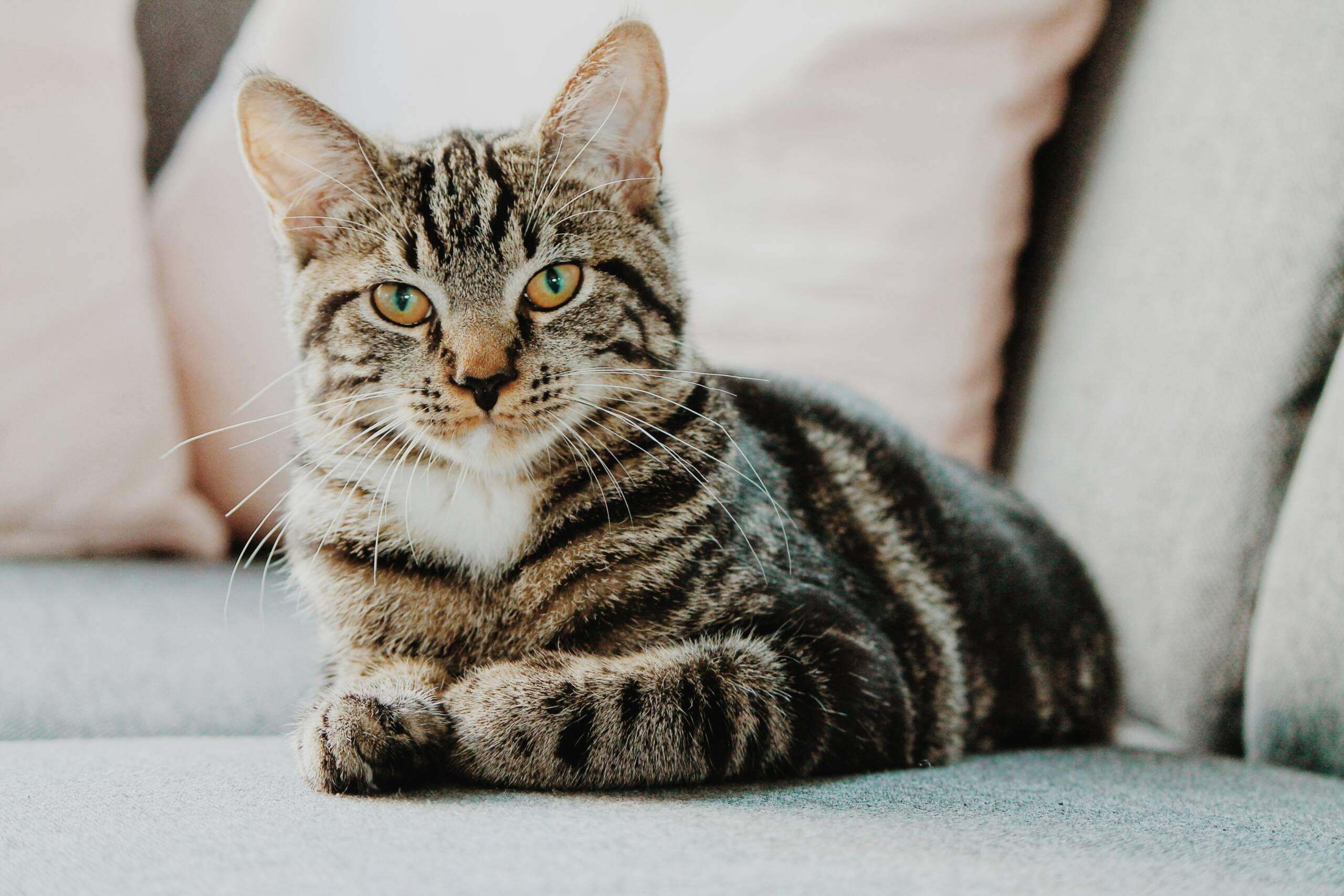 erik-jan-leusink-IbPxGLgJiMI-unsplash calming-cats