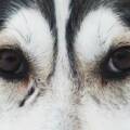 fredrik-solli-wandem-ODn2o6jf9iw-unsplash dog-eyes-goopy