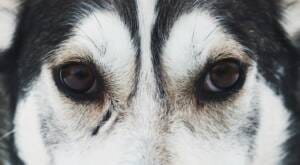dog-eyes-goopy
