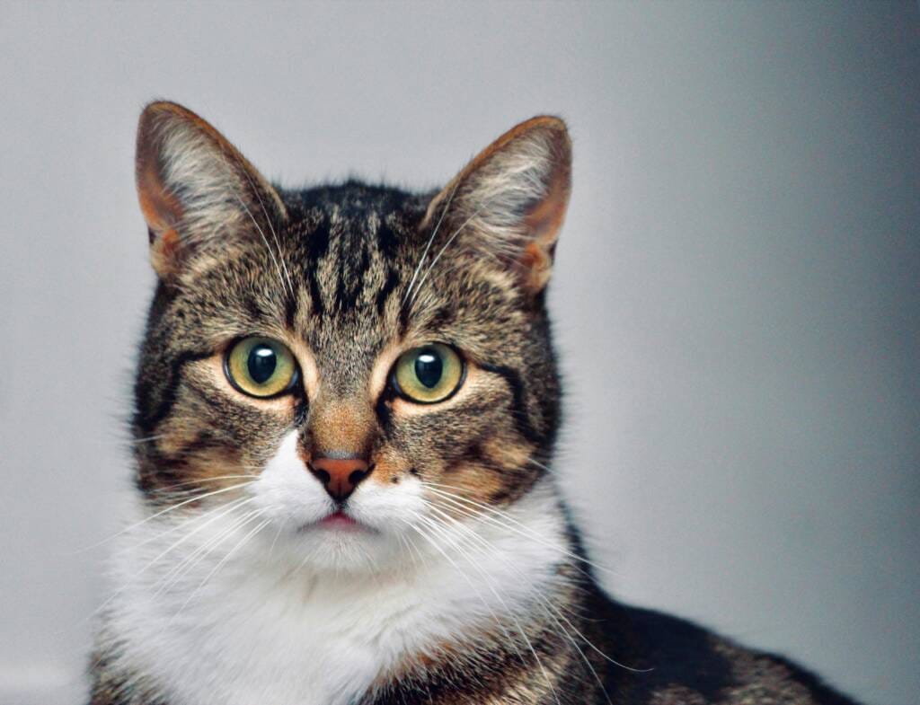 how-long-are-cats-pregnant