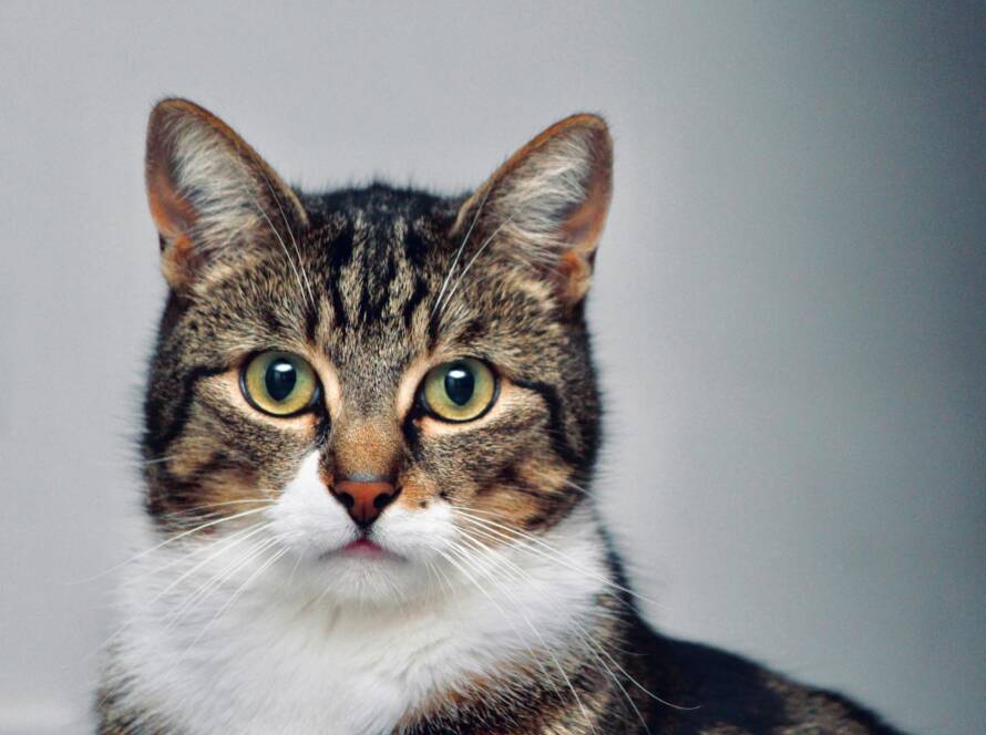 how-long-are-cats-pregnant