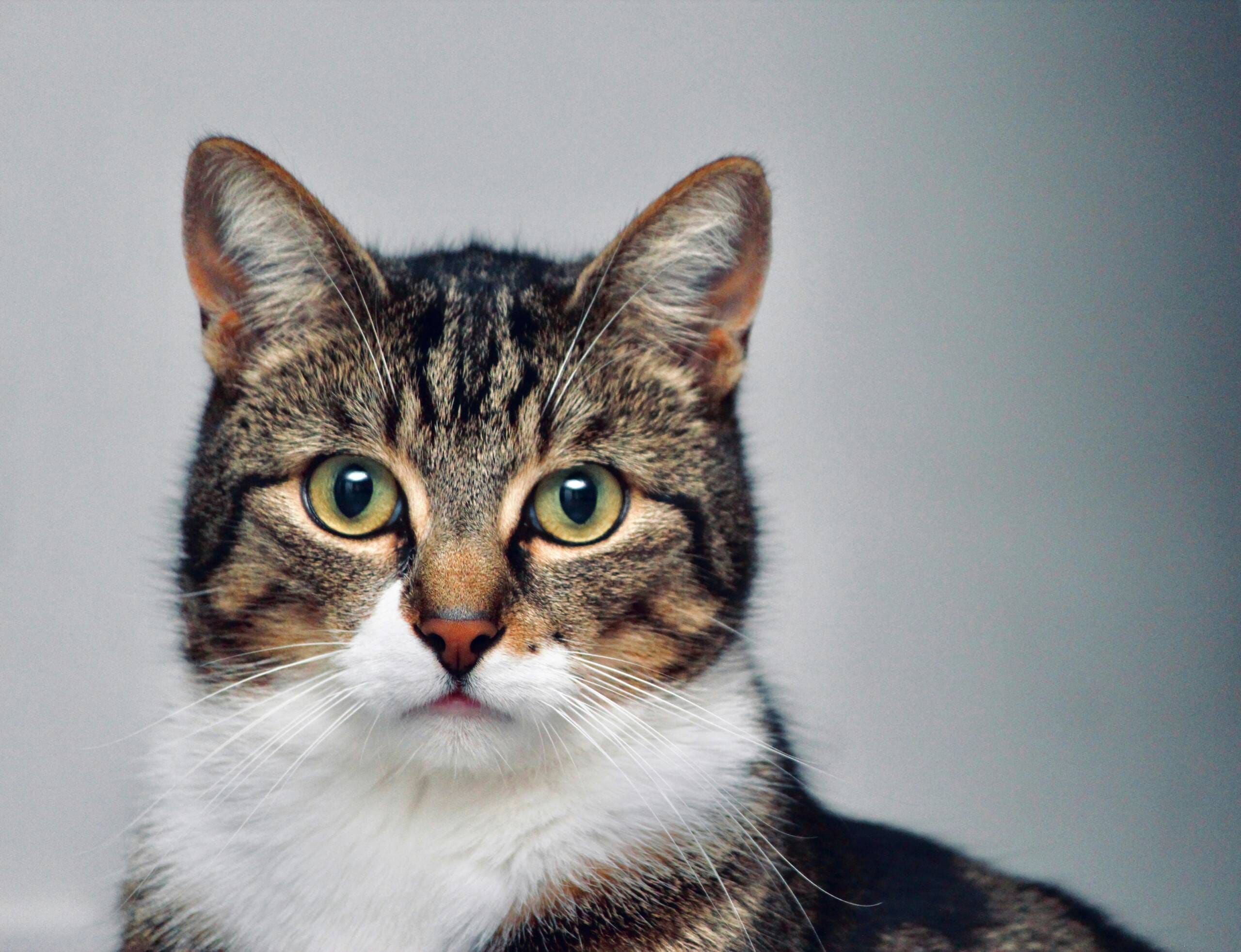York Veterinary Hospital how-long-are-cats-pregnant