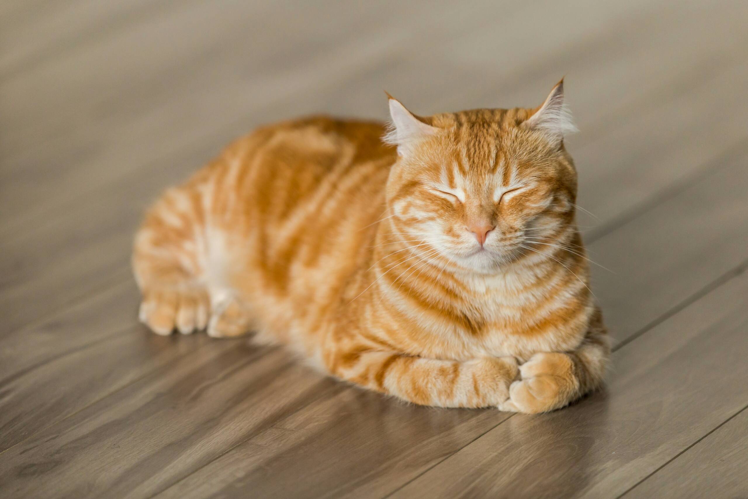 michael-sum-LEpfefQf4rU-unsplash 2 York Veterinary Hospital michael-sum-LEpfefQf4rU-unsplash 2 what-is-stomatitis-in-cats