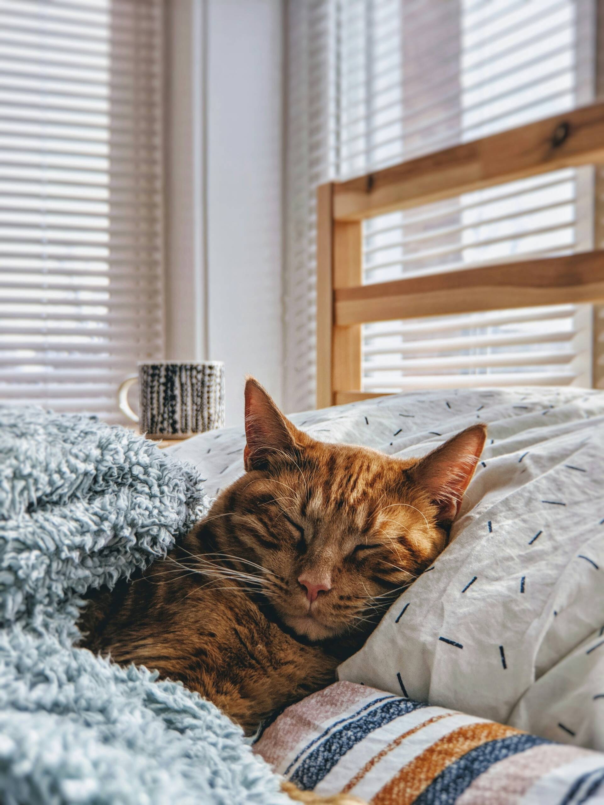 philcreates-pdALzg0yN-8-unsplash York Veterinary Hospital feline-worms-treatment