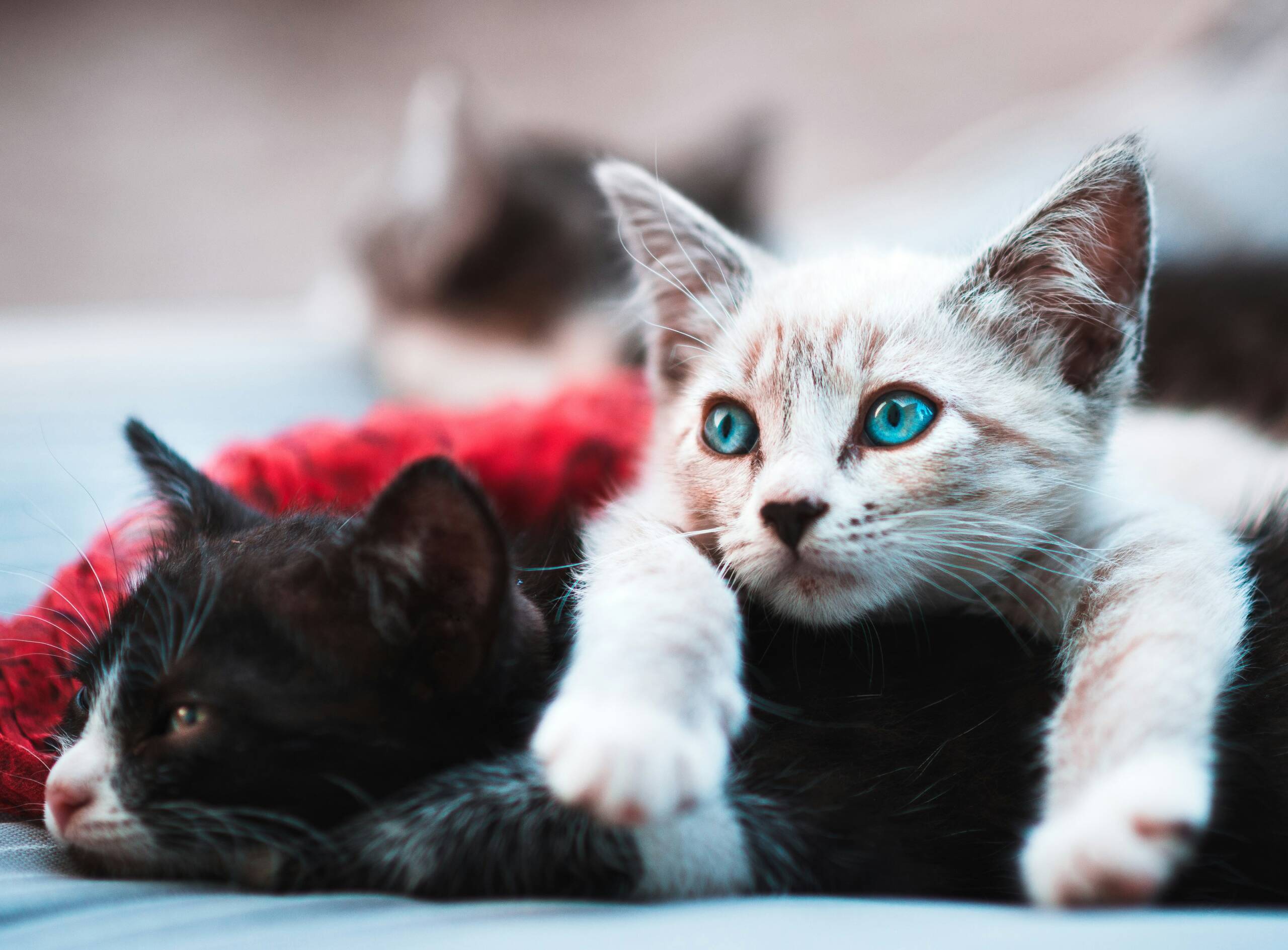 raul-varzar-1l2waV8glIQ-unsplash York Veterinary Hospital raul-varzar-1l2waV8glIQ-unsplash crying-cat