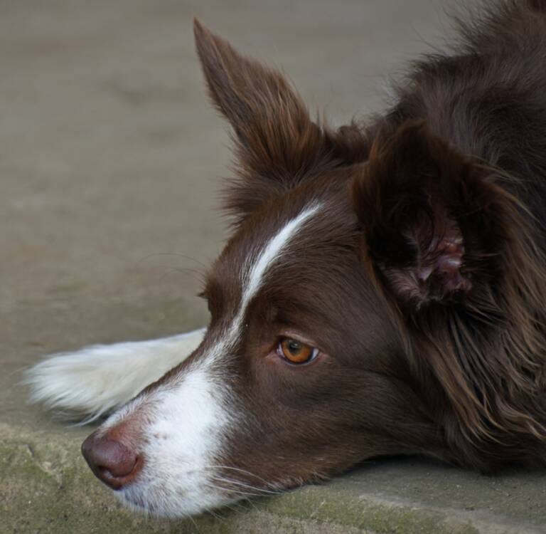 how-long-does-a-border-collie-live
